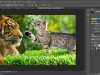 Photoshop tutorials: Understanding Layer Masks